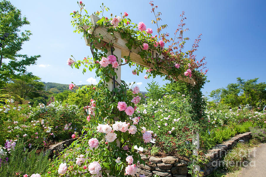 Rose Gate Photograph by Aiolos Greek Collections