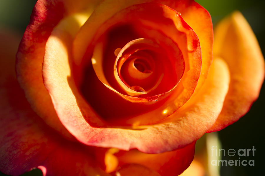 Rose Glow Photograph by Jeanette French