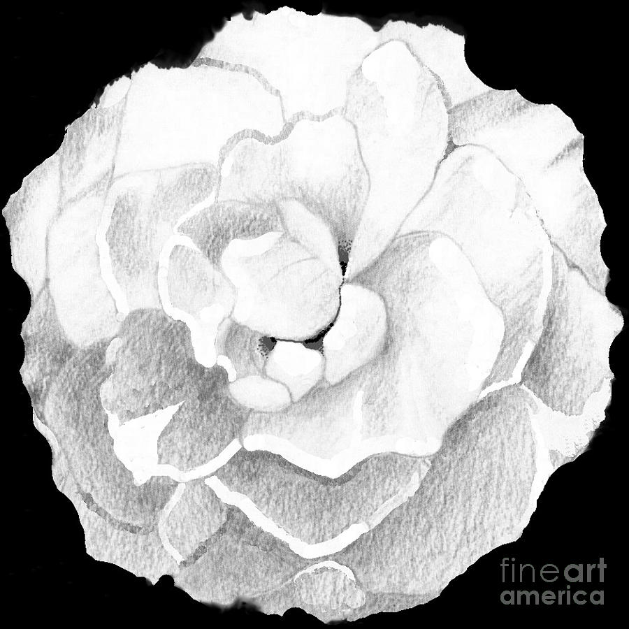 Rose Drawing by Helena Tiainen