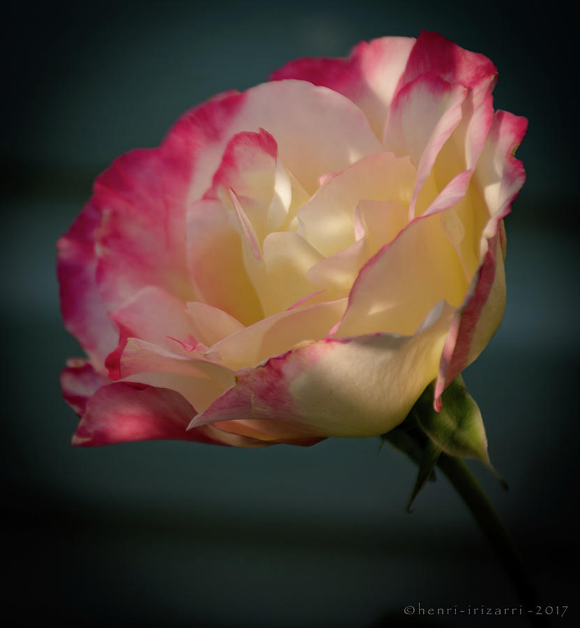  Rose Photograph by Henri Irizarri