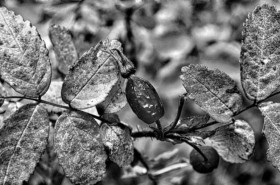 Rose Hip Monochrome Photograph by Cathy Mahnke