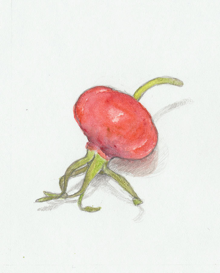 Rose Hip Drawings for Sale - Fine Art America