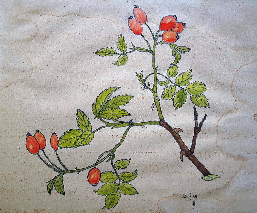 Rose hip by Thomas M Pikolin Rose hip by Thomas M Pikolin