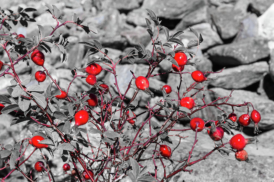 Rose hips - 1 Photograph by Paul MAURICE