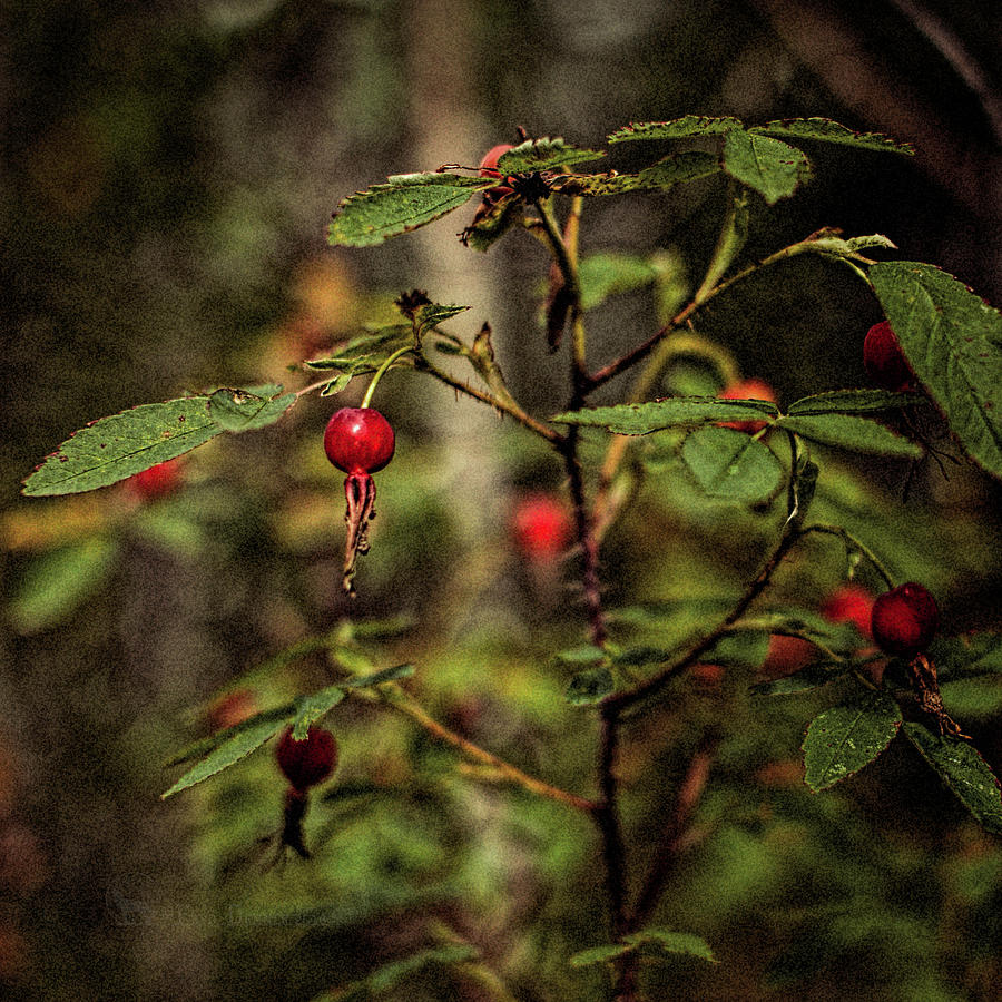 Rose hips 2016 Photograph by Fred Denner