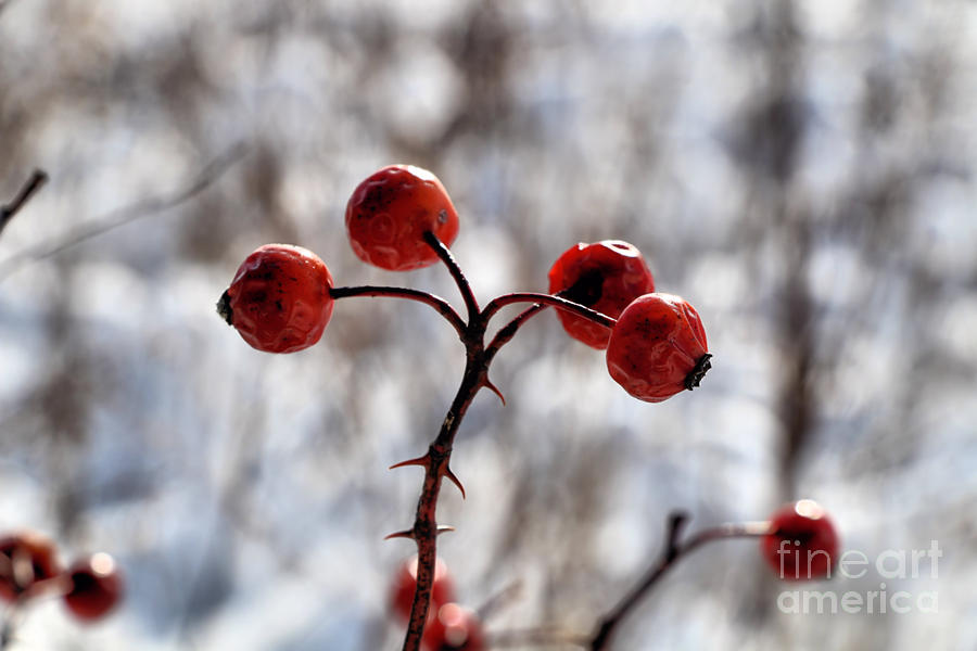 Rose Hips Photograph by Elizabeth Dow