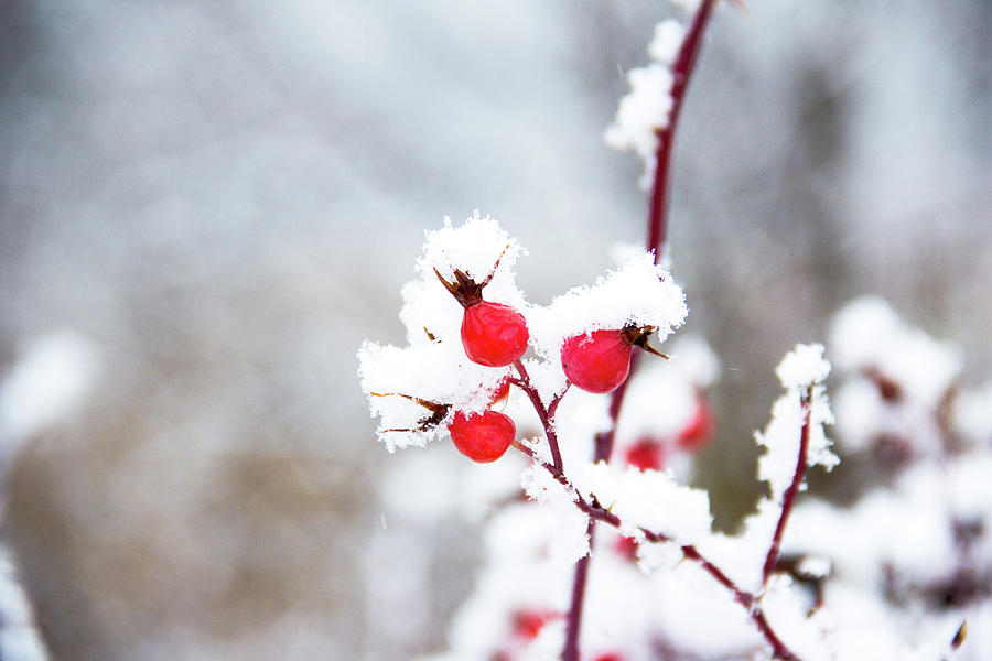 Rose Hips on a Snowy Day Photograph by Amy Sorvillo - Fine Art America