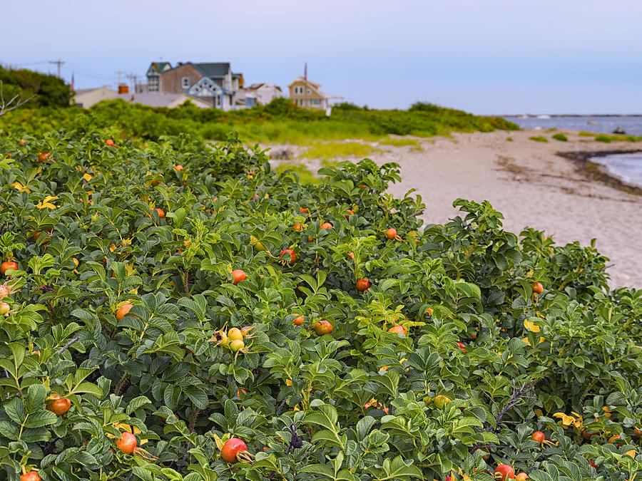 Rose hips on summer beach Photograph by Marianne Campolongo