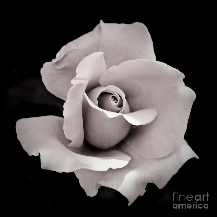 Black And White Photograph - Rose by Hitendra SINKAR