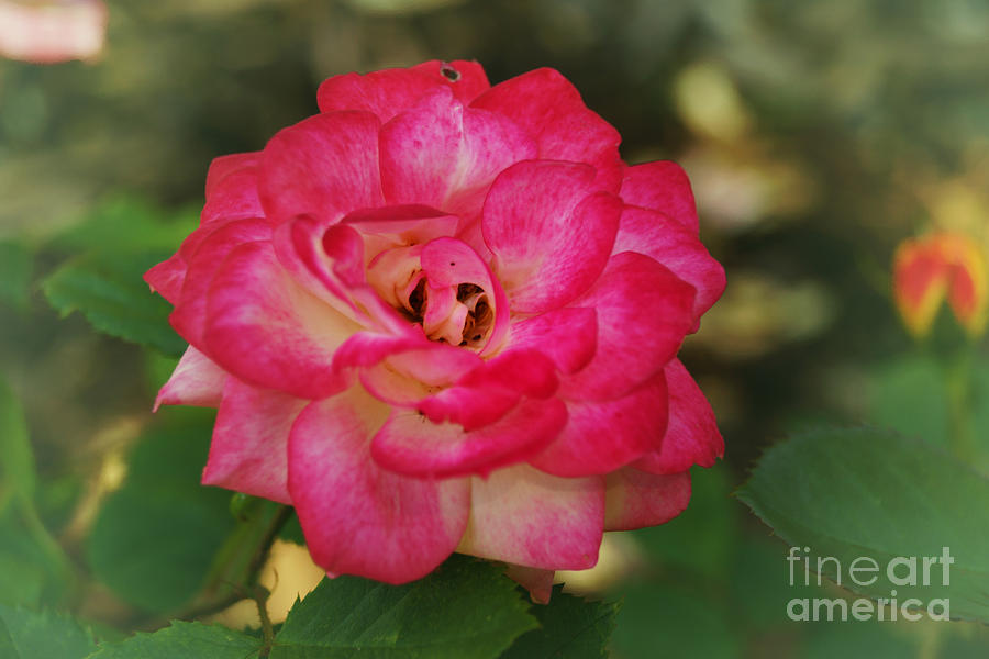 Rose I Photograph by Cassandra Buckley