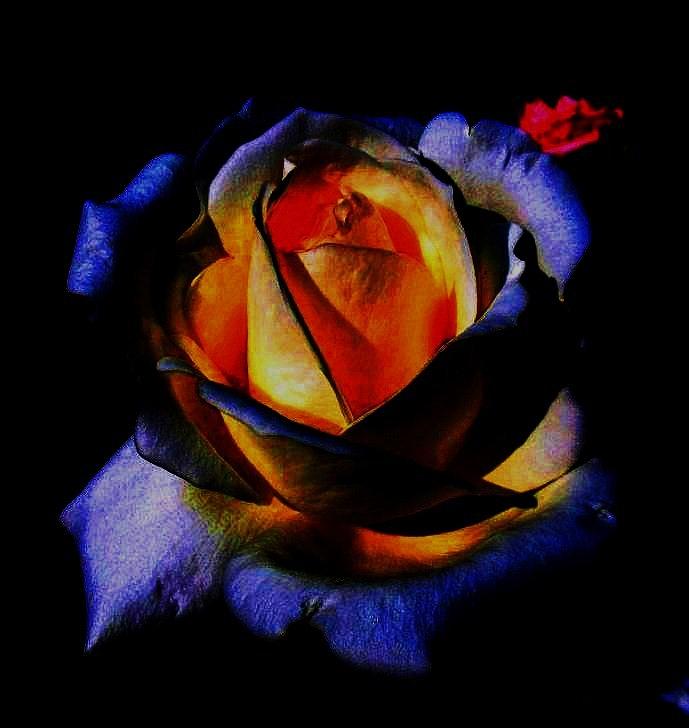 Flowers Still Life Photograph - Rose II by Mohammed Nasir