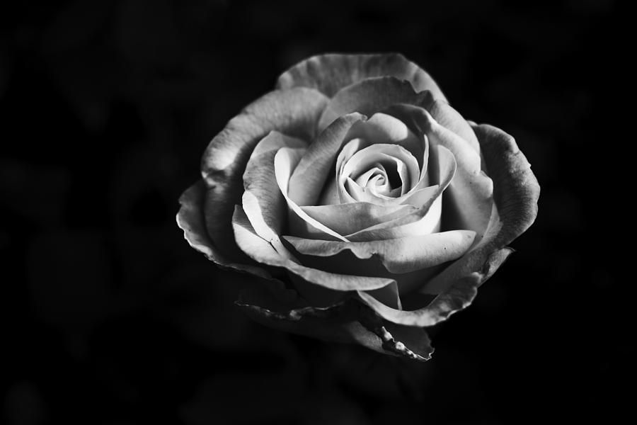 Rose illuminated Photograph by Vishwanath Bhat
