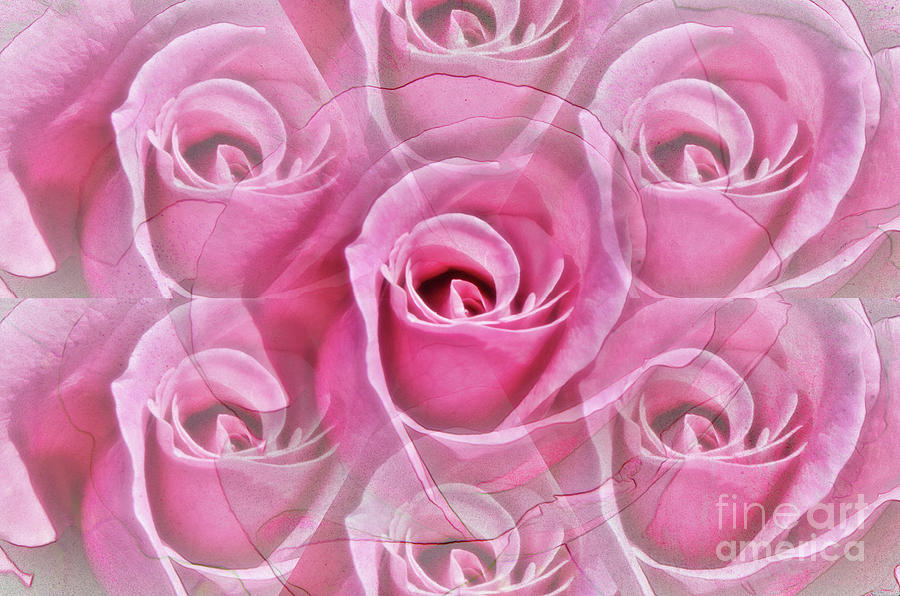 Rose Illusion Photograph by Debby Pueschel