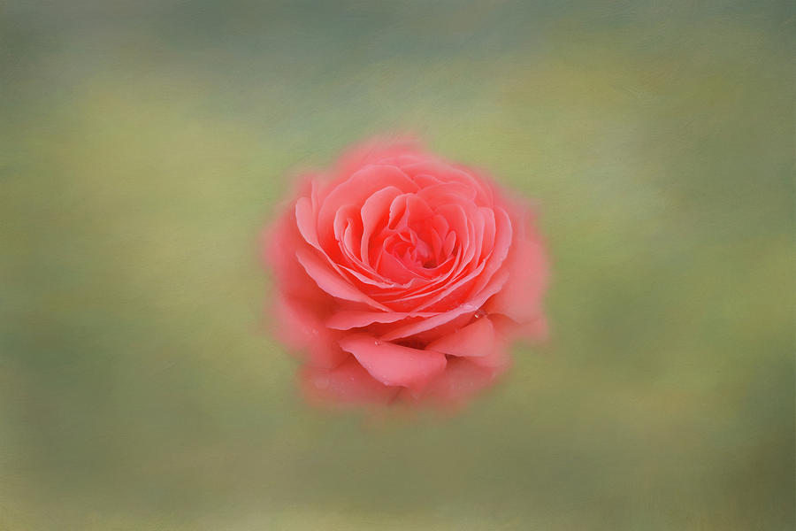 Rose Impressions Photograph by Kim Hojnacki