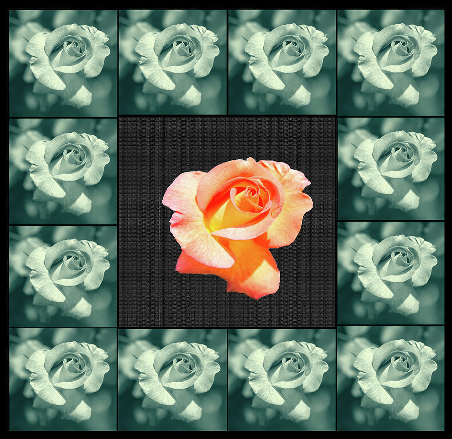 Rose In A Box Of Roses Digital Art by Constance Lowery