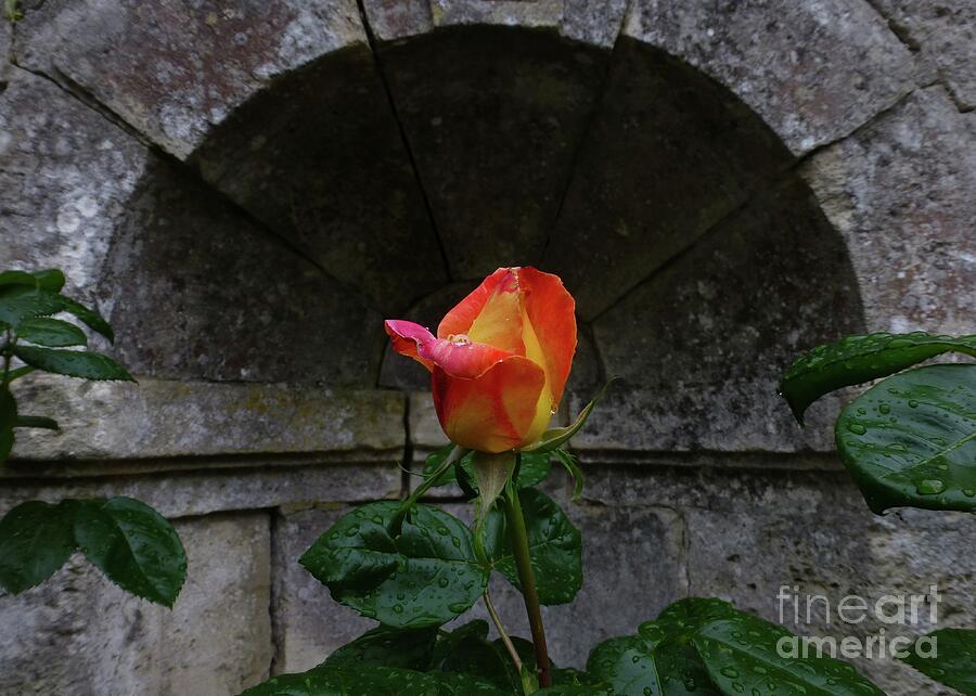 Rose in A Concrete Niche Photograph by Barbie Corbett-Newmin