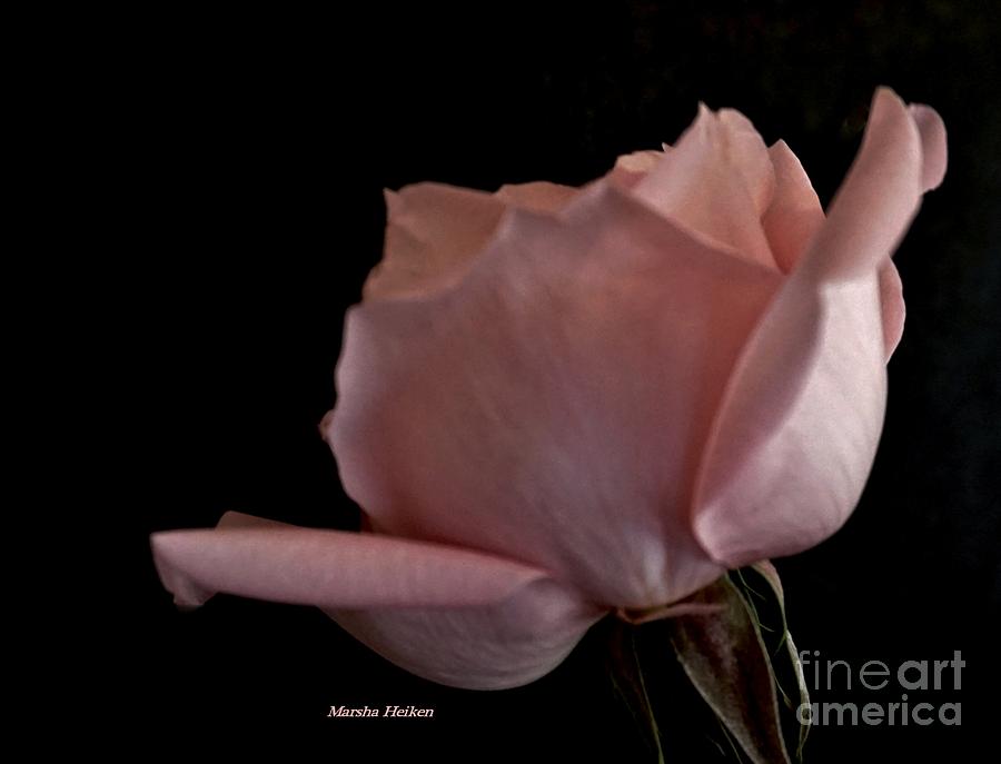 Rose in a Corner Photograph by Marsha Heiken