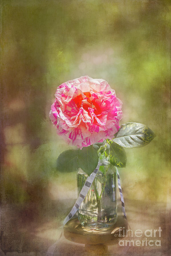 Rose in a Jar Photograph by Elaine Teague