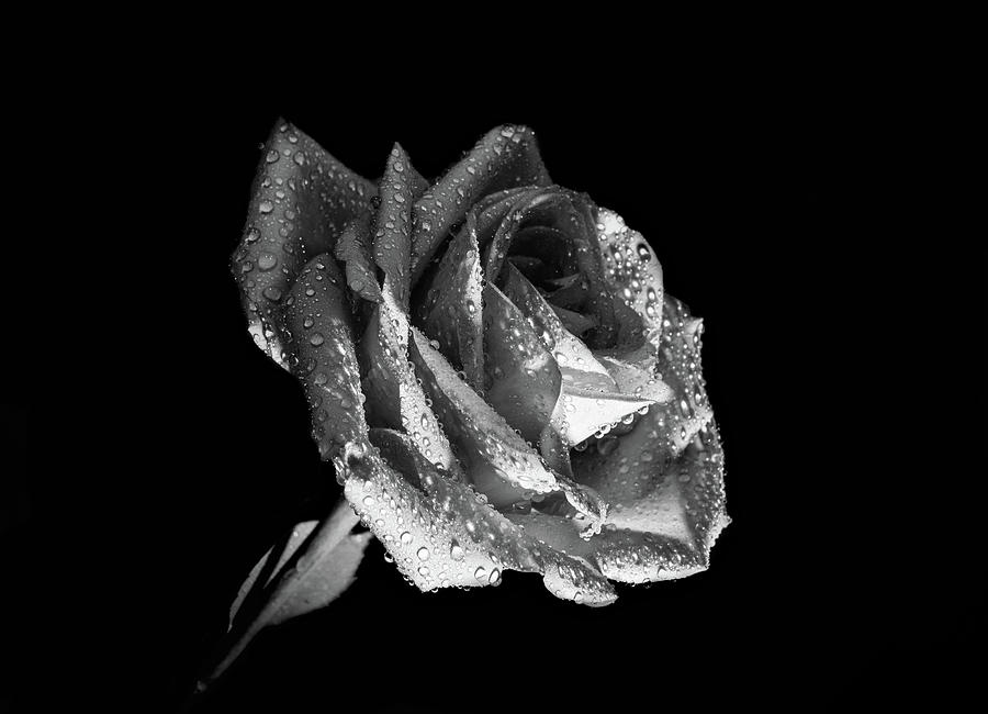 Rose in black and white 1 Photograph by Lilia S