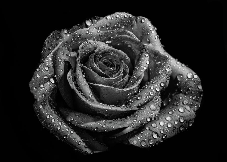 Rose in black and white 2 Photograph by Lilia S