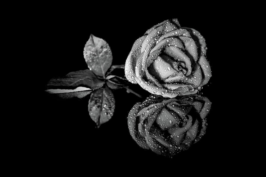 Rose in black and white 3 Photograph by Lilia S