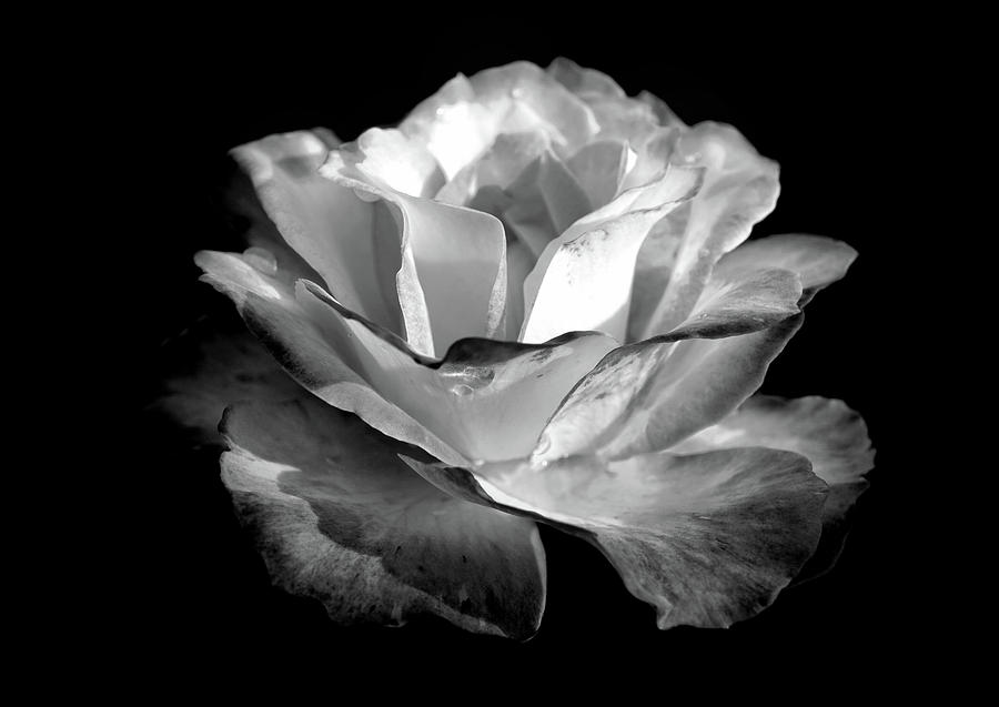 Rose in black and white 5 Photograph by Lilia S