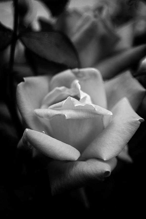 Rose In Black and White Photograph by Greg and Chrystal Mimbs