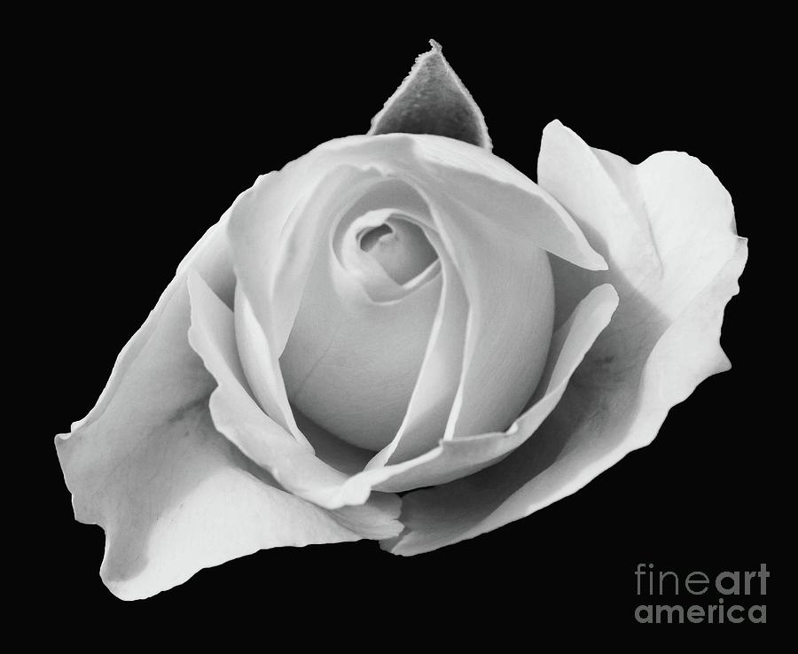 Rose in Black and White Photograph by Cindy Manero