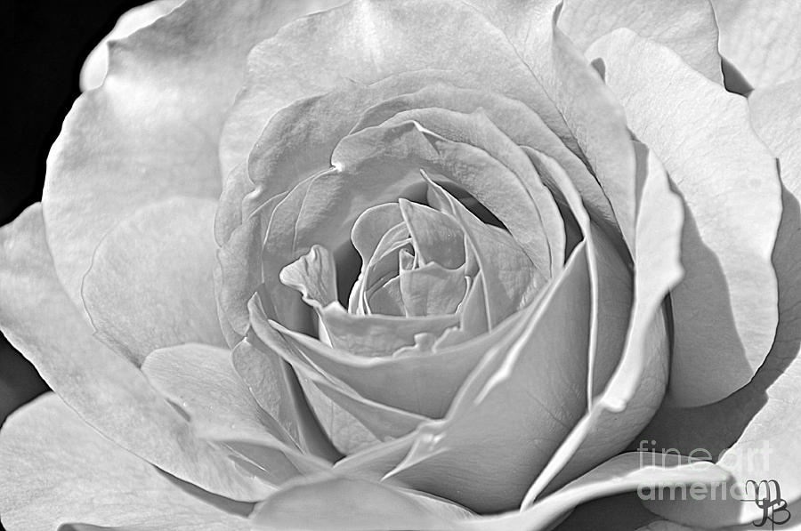 Rose In Black And White Photograph by Mindy Bench