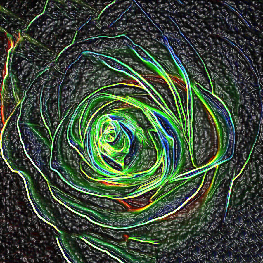 Rose in Black Photograph by Bruce IORIO