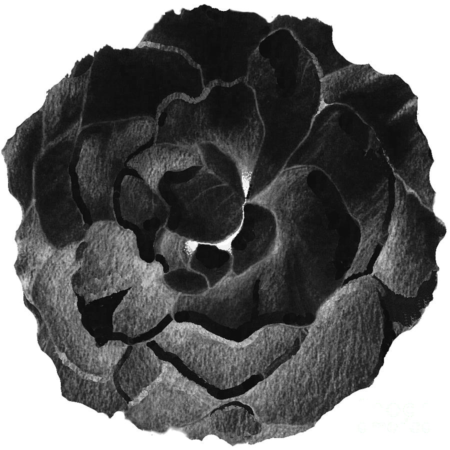 Rose In Black Mixed Media by Helena Tiainen