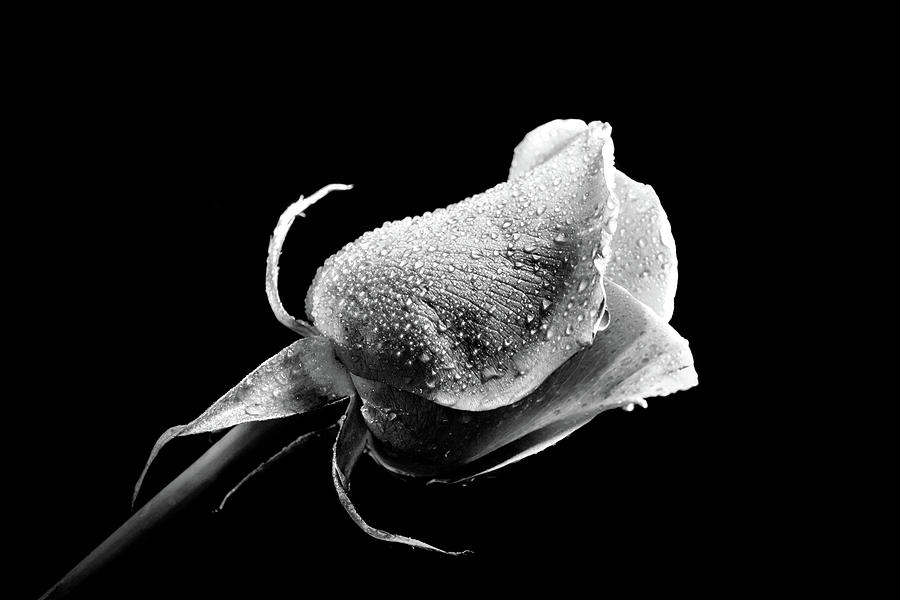 Rose in black in white highlighted Photograph by Lilia S
