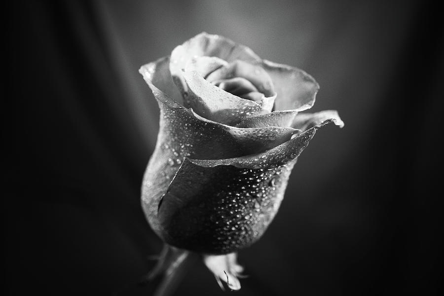 Rose in black in white in light Photograph by Lilia S