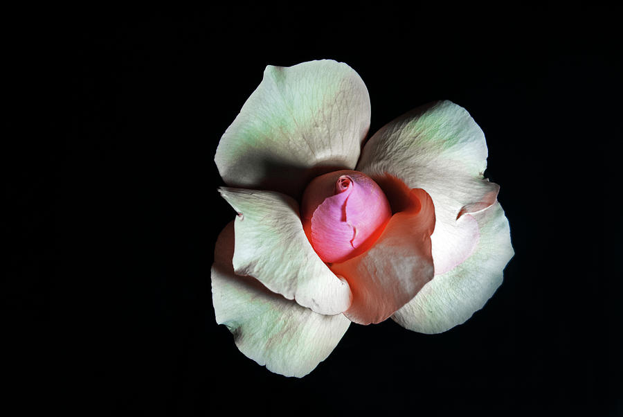 Rose in Bloom Photograph by Elsa Santoro