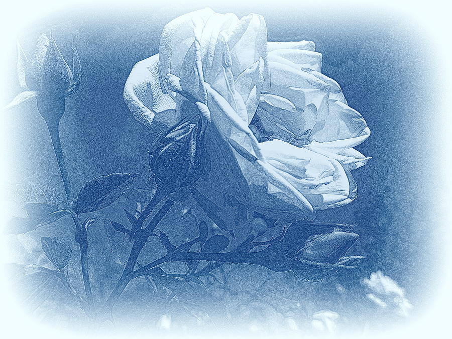 Rose in Blue Photograph by Susan Lafleur