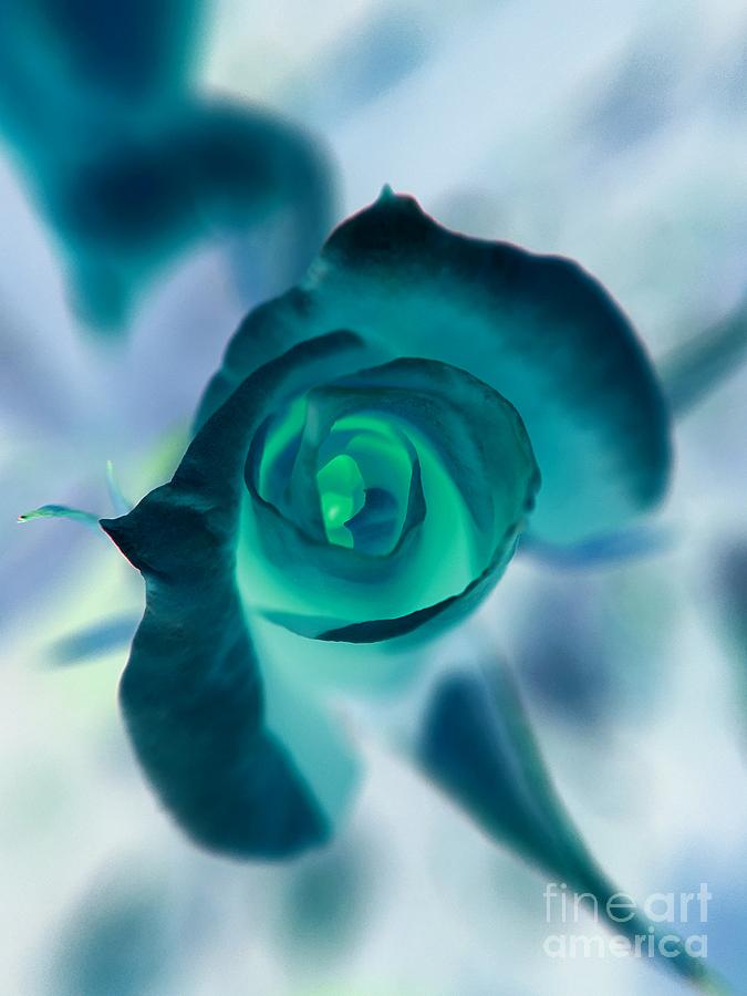 Flower Photograph - Rose In Cyan by Robert Coon Jr
