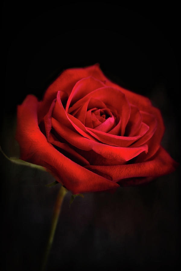 Rose in Darkness Print Photograph by Gwen Gibson