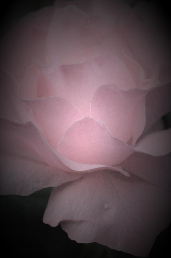Rose in Darkness Photograph by The Art Of Marilyn Ridoutt-Greene