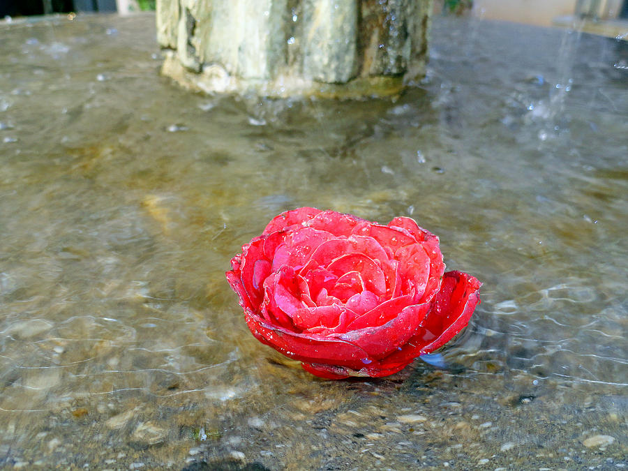 Rose in Fountain Photograph by Robert Meyers-Lussier
