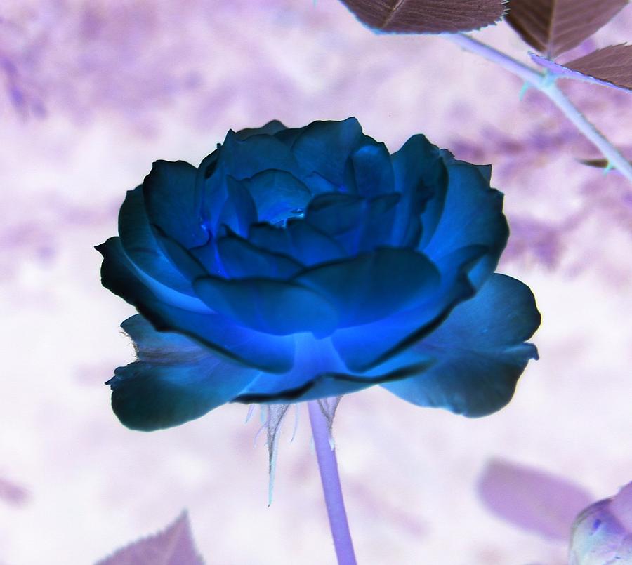 Abstract Photograph - Rose In Full Bluem by Erika Lesnjak-Wenzel