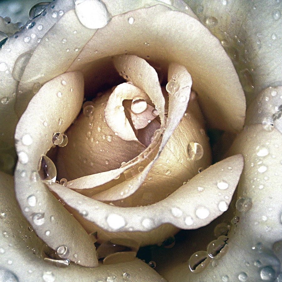 Rose in Gold With Water Drops Photograph by Julie Palencia