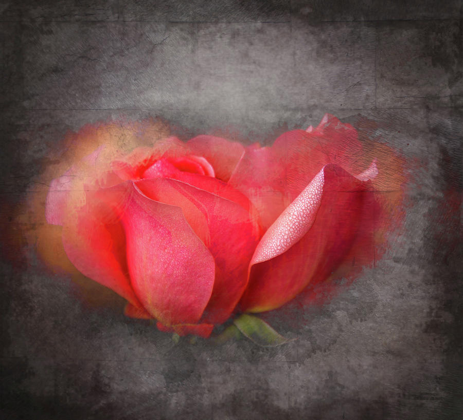 Rose in Gray Mixed Media by Terry Davis