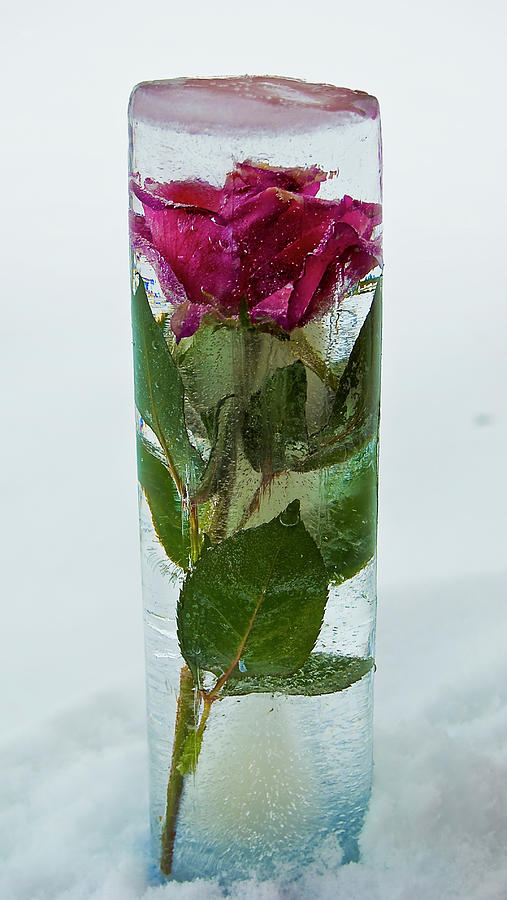 Rose In Ice Photograph