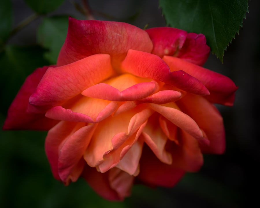 Rose in May Photograph by Ronda Broatch