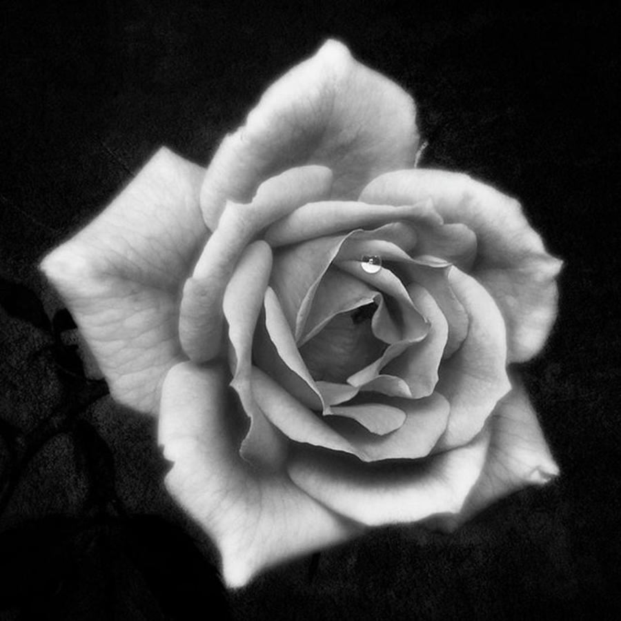 Beautiful Photograph - Rose In Mono. #flower #flowers by John Edwards