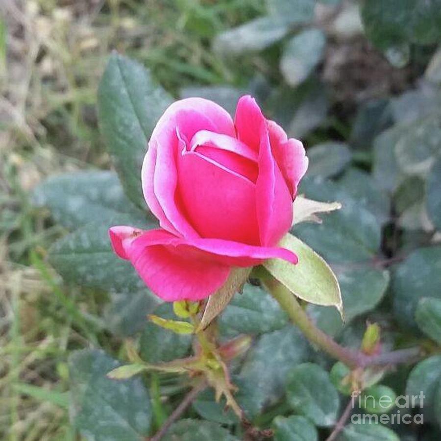 Nature Photograph - Rose in my Garden by Chana Voola