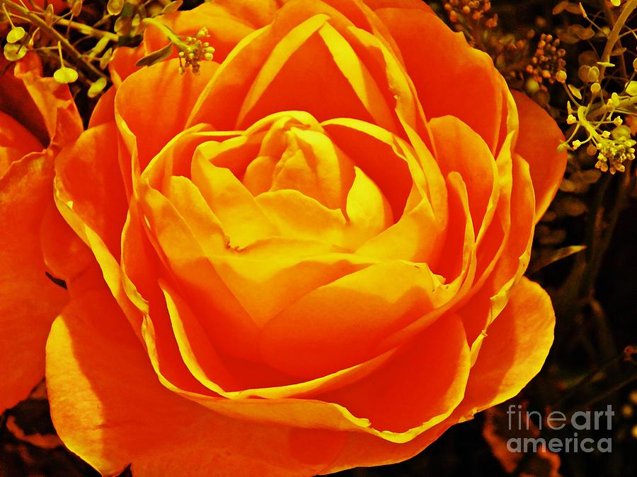 Rose Photograph - Rose in Orange by Sarah Loft