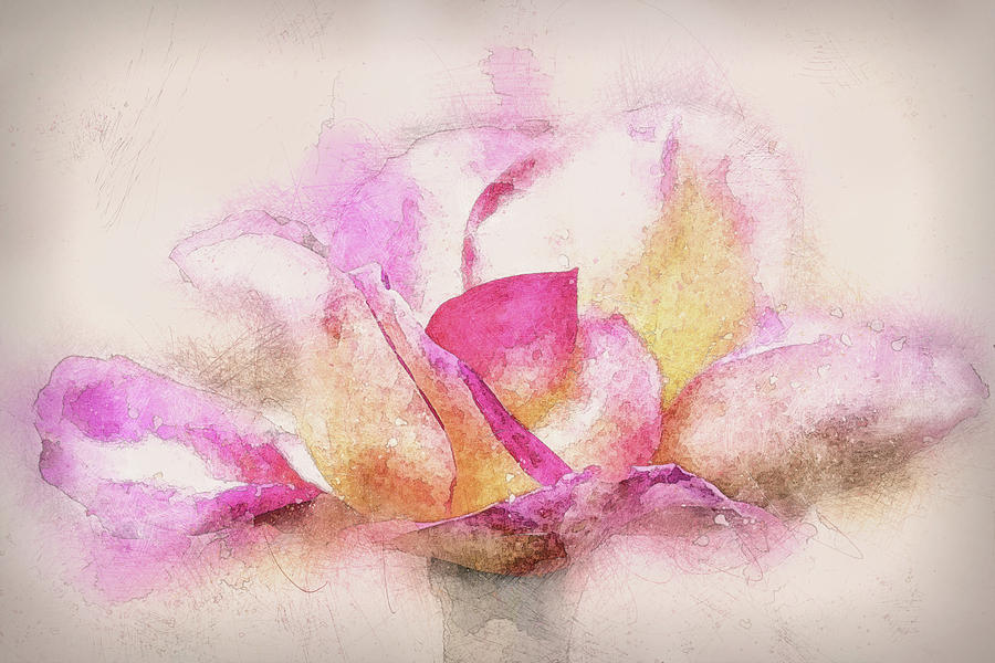 Rose in Pink and White Mixed Media by Terry Davis