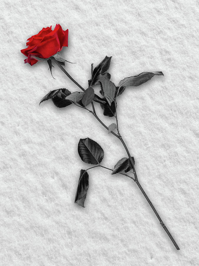 Rose in Snow Photograph by Wim Lanclus
