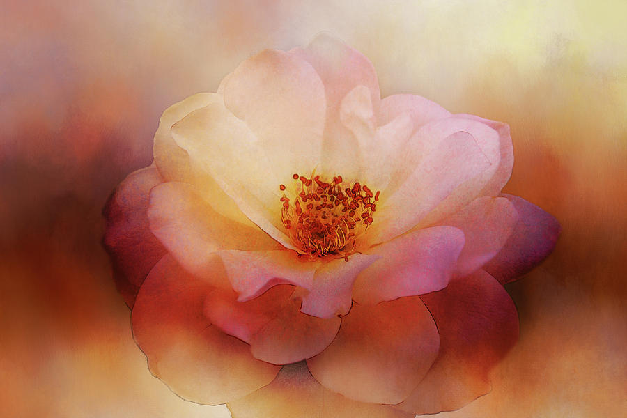 Rose in Softness Digital Art by Terry Davis